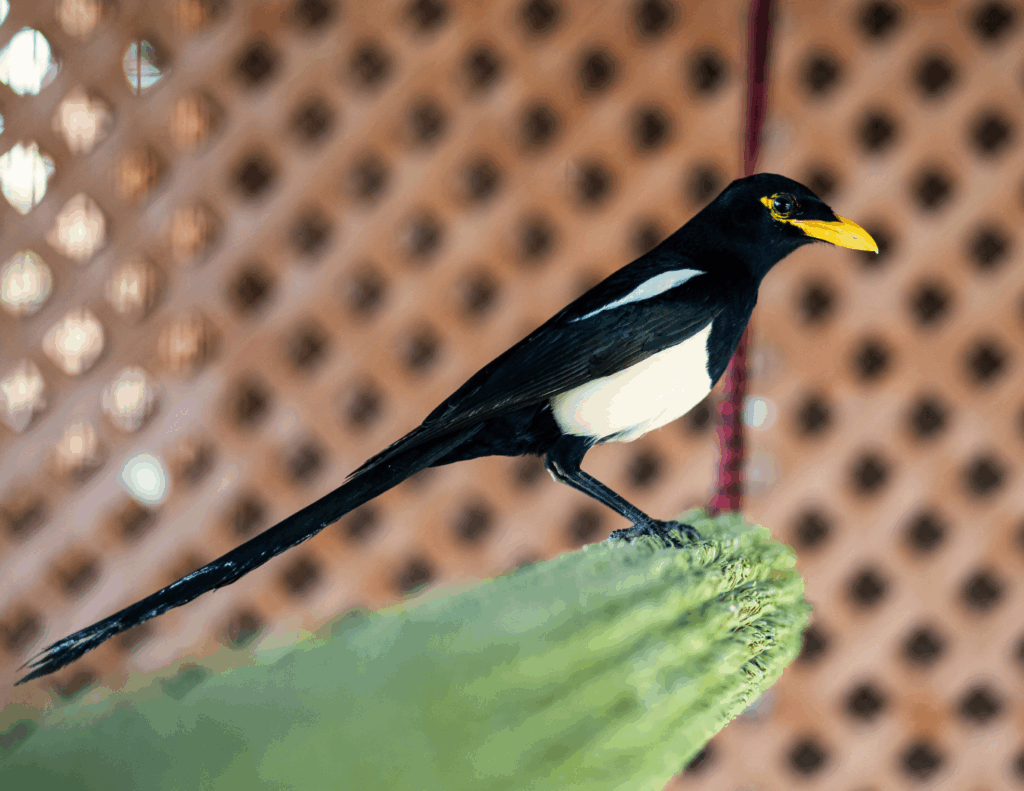 The Wildlife Care Association in Sacramento has repurposed a decommissioned radar dome into a thriving wildlife rehabilitation center, caring for thousands of animals annually.