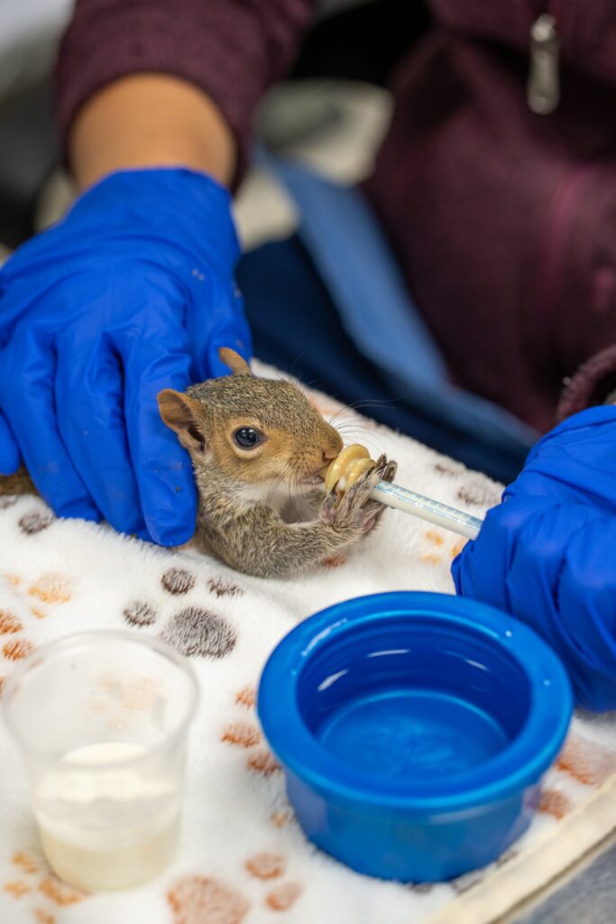 At Wildlife Care Association, led by passionate director Sandra Foreman, staff and volunteers work tirelessly to rescue and rehabilitate animals.