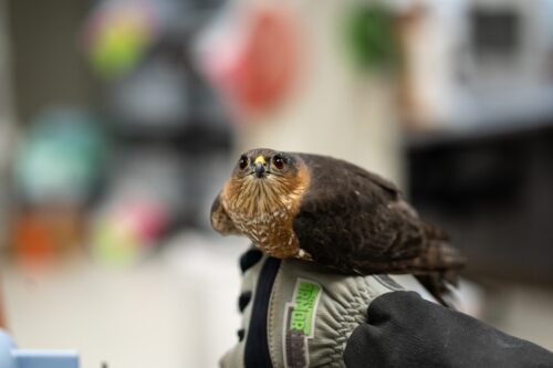 Wildlife Care Association - Wild Animal Rescue (17)