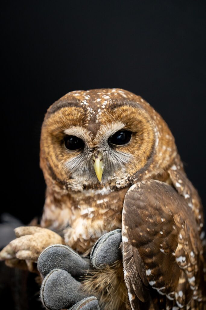Christine Glover, wearing large and heavy leather gloves, pulled out a fluffy full-grown owl from a wire cage at the Wildlife Care Association facility on Patrol Road at McClellan Park. The owl, while not happy to have its daytime sleep disturbed, remained unflappable despite a deep tear on its wing.