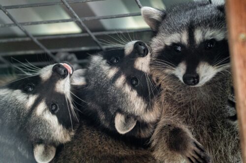 Wildlife Care Association - Wild Animal Rescue (23)