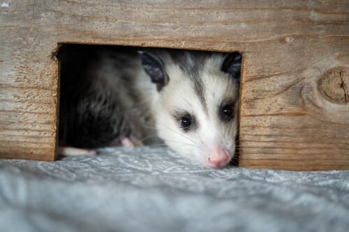 Wildlife Care Association - Wild Animal Rescue (25)