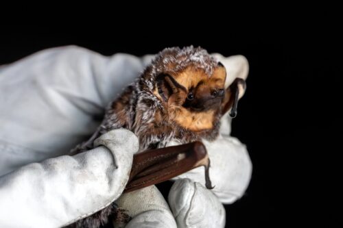 Wildlife Care Association - Wild Animal Rescue (3)