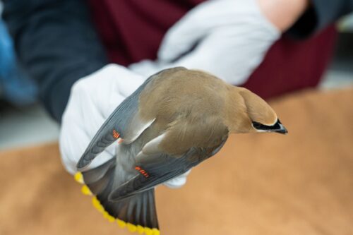 Wildlife Care Association - Wild Animal Rescue (33)