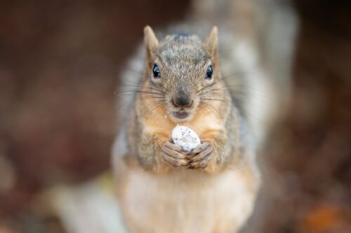 Wildlife Care Association - Wild Animal Rescue (37)