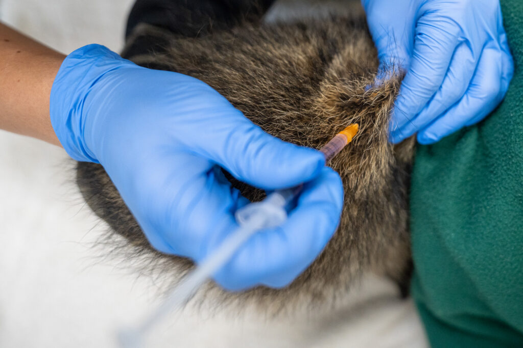 Vaccinating Wildlife Patients