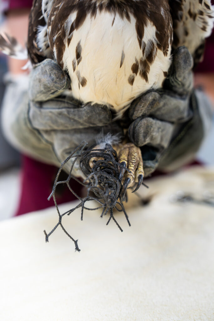 From the Netting to the Sky: A Red Tailed Hawk's Second Chance